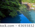 Trees that hang on the river 43693832