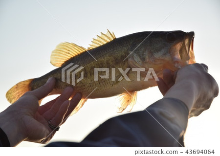 Black bath fishing Black bath fishing 43694064