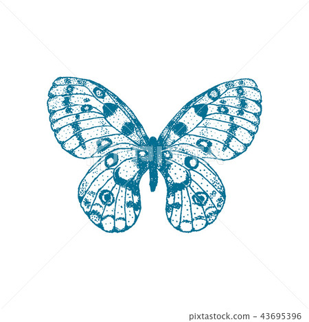 Vector hand drawn blue butterfly Apollo - Stock Illustration [43695396 ...