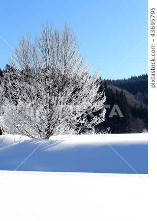冬天Satoyama樹的白霜樹的樹冰 43695795