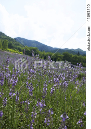 Yuyama herb garden Harvill's lavender 43695890
