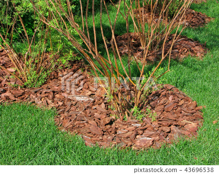Mulch from bark of trees 43696538