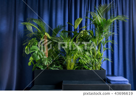 Big green plants on wooden black stands Big green plants on wooden black stands 43696619