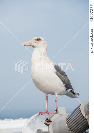 Seagull Seagull 43697277