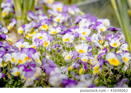 Viola tricolor also known as Johnny Jump up Viola tricolor also known as Johnny Jump up 43698062
