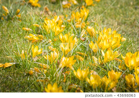 Springtime crocus flowers in yellow colors Springtime crocus flowers in yellow colors 43698063