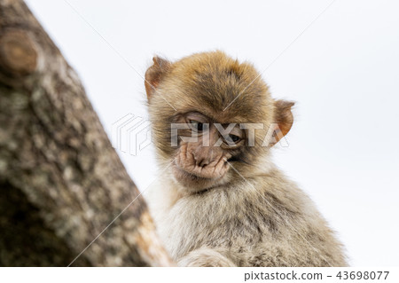 Young berber monkey in a tree Young berber monkey in a tree 43698077
