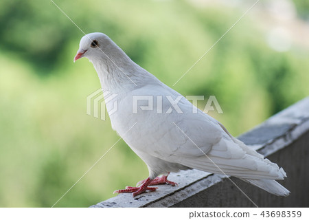 Proud white pigeon on a balcony over blurred green street background 43698359