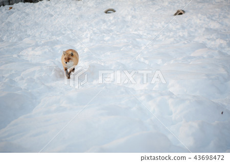 雪地裡的狐狸-北海道北見狐狸村 雪地裡的狐狸-北海道北見狐狸村 43698472