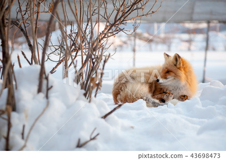 雪地裡的狐狸-北海道北見狐狸村 雪地裡的狐狸-北海道北見狐狸村 43698473