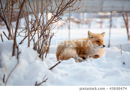 雪地裡的狐狸-北海道北見狐狸村 43698474