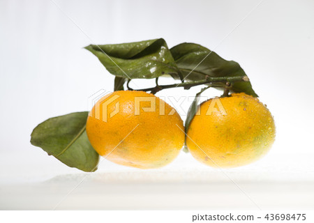 2 mandarins with leaves and drops of water isolated on white background 43698475