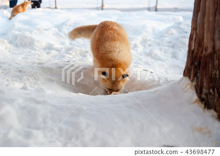 Fox in the snow - Hokkaido North Fox Village 43698477