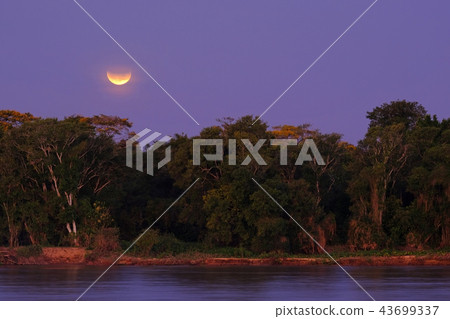 Rainforest with the Blood Moon right afrer lunar eclipse, Cuiaba River, Porto Jofre, Pantanal, Mato Rainforest with the Blood Moon right afrer lunar eclipse, Cuiaba River, Porto Jofre, Pantanal, Mato 43699337