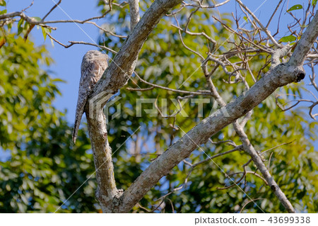Great Potoo, Nyctibius Grandis, Cuiaba River, Porto Jofre, Pantanal Matogrossense, Mato Grosso do Great Potoo, Nyctibius Grandis, Cuiaba River, Porto Jofre, Pantanal Matogrossense, Mato Grosso do 43699338