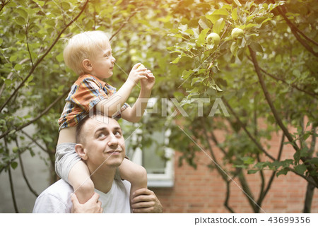 Father and the little son are harvesting apples 43699356