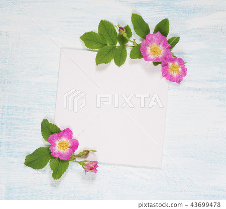 Scrapbook page with wild roses Scrapbook page with wild roses 43699478