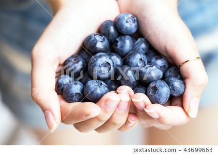 a bog whortleberry a bog whortleberry 43699663