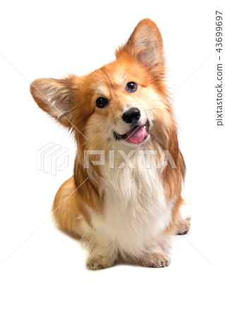corgi fluffy portrait corgi fluffy portrait 43699697