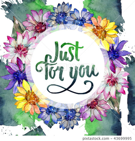 Watercolor colorful african daisy flower. Floral botanical flower. Frame border ornament square. Watercolor colorful african daisy flower. Floral botanical flower. Frame border ornament square. 43699995