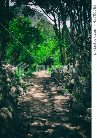 Inca Trail path to Machu Picchu in the jungle. Inca Trail path to Machu Picchu in the jungle. 43700569