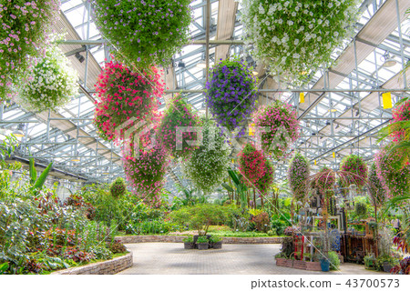 Begonia Garden (Nana no Sato) 43700573