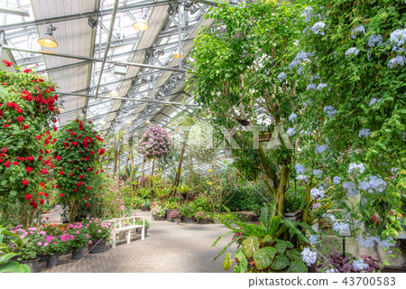 Begonia Garden (Nana no Sato) Begonia Garden (Nana no Sato) 43700583