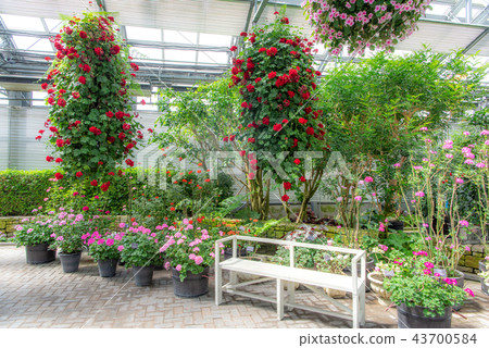 Begonia Garden (Nana no Sato) Begonia Garden (Nana no Sato) 43700584