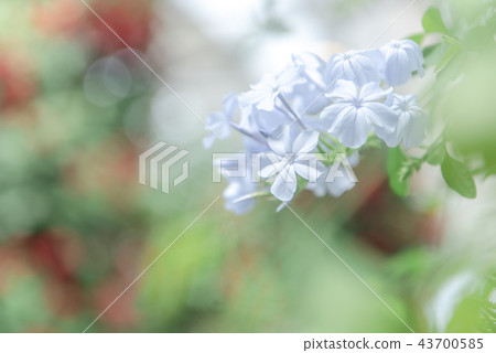 Begonia Garden (Nana no Sato) 43700585