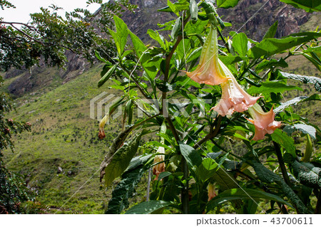 Green and salmon flower of the Andes. Green and salmon flower of the Andes. 43700611