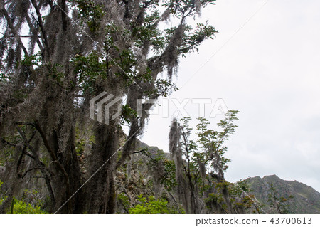Mountain trees in the Andes. Mountain trees in the Andes. 43700613