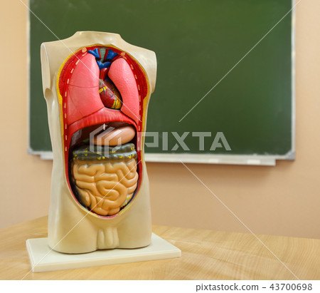 Close up of anatomical model of a human body Close up of anatomical model of a human body 43700698