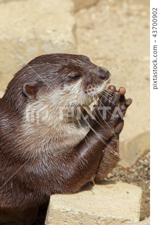 Small-clawed otter Small-clawed otter 43700902