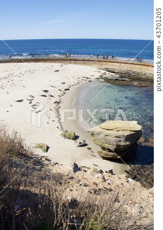 Herd of seals on the coast of La Jolla in San Diego, California, USA Herd of seals on the coast of La Jolla in San Diego, California, USA 43701205