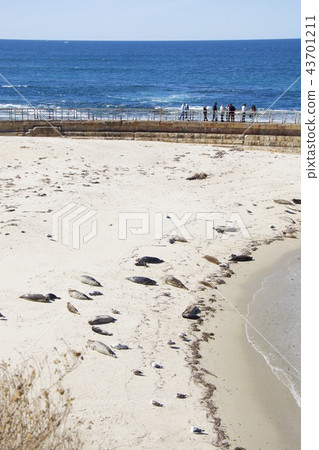 Herd of seals on the coast of La Jolla in San Diego, California, USA Herd of seals on the coast of La Jolla in San Diego, California, USA 43701211