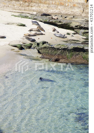 Herd of seals on the coast of La Jolla in San Diego, California, USA Herd of seals on the coast of La Jolla in San Diego, California, USA 43701214