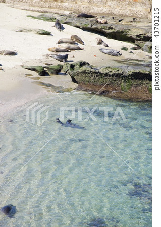 Herd of seals on the coast of La Jolla in San Diego, California, USA Herd of seals on the coast of La Jolla in San Diego, California, USA 43701215