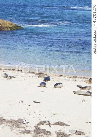 Herd of seals on the coast of La Jolla in San Diego, California, USA Herd of seals on the coast of La Jolla in San Diego, California, USA 43701270