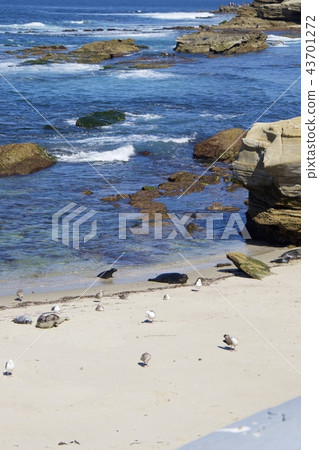 密封牧群在拉霍亞海岸的在聖地亞哥，加利福尼亞，美國 43701272