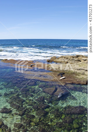 密封牧群在拉霍亞海岸的在聖地亞哥，加利福尼亞，美國 43701273