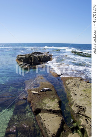 Herd of seals on the coast of La Jolla in San Diego, California, USA Herd of seals on the coast of La Jolla in San Diego, California, USA 43701276