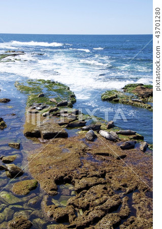 Herd of seals on the coast of La Jolla in San Diego, California, USA Herd of seals on the coast of La Jolla in San Diego, California, USA 43701280
