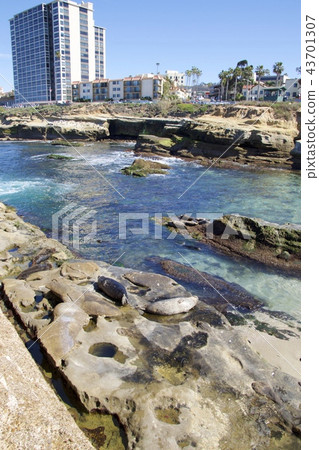 Herd of seals on the coast of La Jolla in San Diego, California, USA Herd of seals on the coast of La Jolla in San Diego, California, USA 43701307