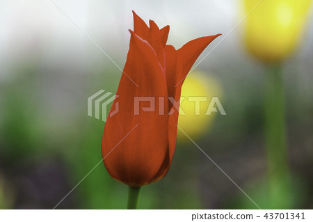 深紅色的鬱金香 深紅色的鬱金香 43701341