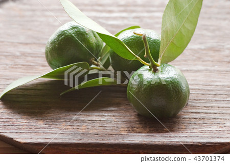 Blue cut Seeker Soa Shikuwasa Hirami lemon (scientific name Citrus depressa) 43701374