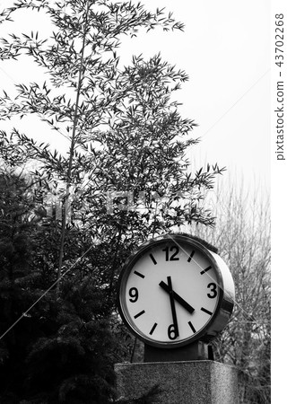 Black & White, Tree, Outdoors, Outdoor Black & White, Tree, Outdoors, Outdoor 43702268