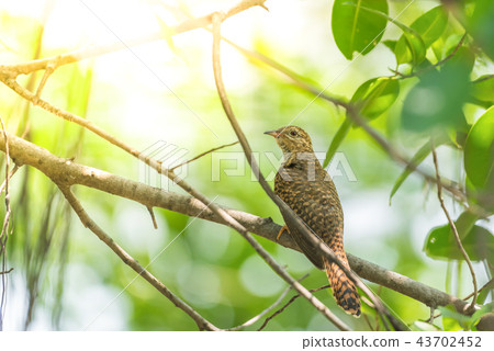 Bird (Plaintive Cuckoo) in a nature wild Bird (Plaintive Cuckoo) in a nature wild 43702452