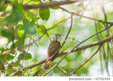 Bird (Plaintive Cuckoo) in a nature wild Bird (Plaintive Cuckoo) in a nature wild 43702454