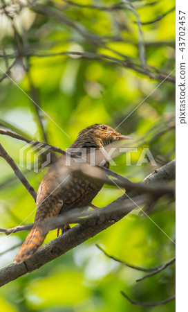Bird (Plaintive Cuckoo) in a nature wild Bird (Plaintive Cuckoo) in a nature wild 43702457