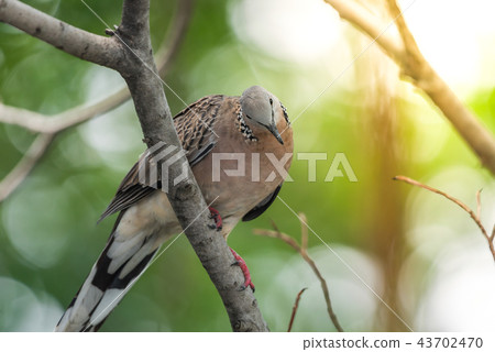 Bird (Dove, Pigeon or Disambiguation) in a nature Bird (Dove, Pigeon or Disambiguation) in a nature 43702470